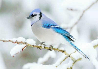 Close-Up Of Blue Jay Perching On Twig During Winter