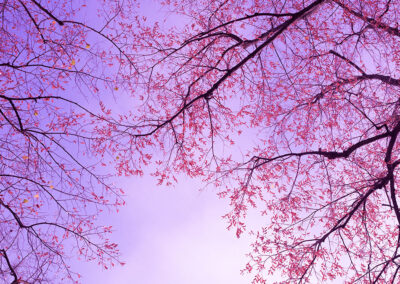 Healing Sounds for Libra pic