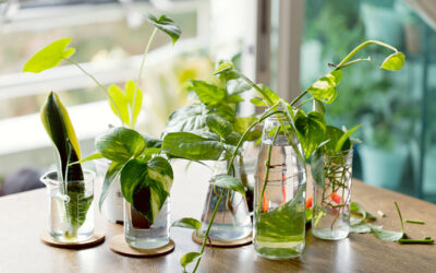 Botanical Bounty ~ Fast & Affordable Ways to Multiply Your House Plants